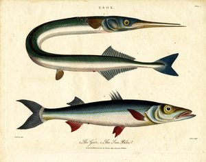 Gar and Sea Pike by John Pass