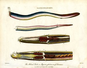 The Blind Fish or Hagfish by John Pass