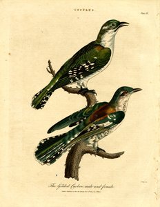 Gilded Cuckoo Male and Female by John Pass