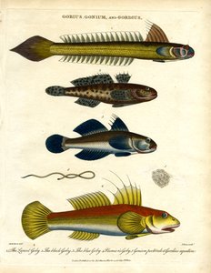 Gobies and Hairworm by John Pass