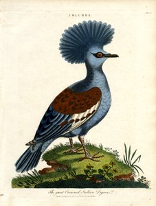 Great Crowned Indian Pigeon (Columba)