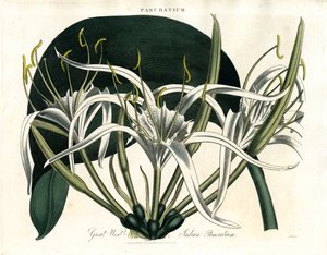 Great West-Indies Pancratium (Indian Pancratium)