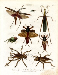 Gryllus: Curious Species of the Three First Divisions of Locusts
