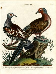 Guinea Pigeons and Dove (Columba)