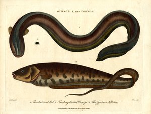 Gymnotus and Gyrinus – Electric Eel and Whirligig Beetle by John Pass