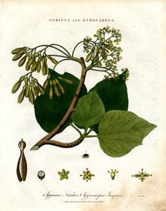 Gyrinus and Gyrocarpus