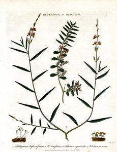 Hedysarum and Helotium by John Pass