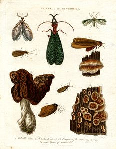 Helvella and Hemerobius by John Pass