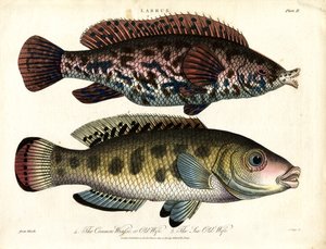 Labrus: Common Wrasse and Sea Wrasse by John Pass