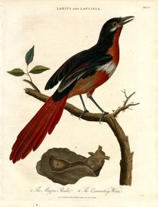 Magpie Shrike and Excoriating Worm