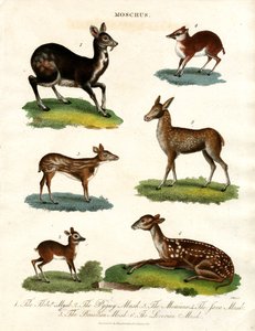 Various Species of Musk Deer