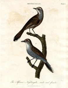 Motacilla - African Nightingale