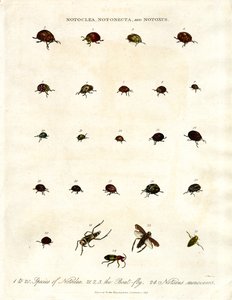 Notoclea, Notonecta, and Notoxus Beetles by John Pass