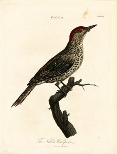 Nubian Woodpecker (Picus)