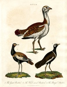 Depiction of Various Bustard Species