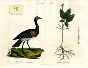 Horned Screamer and Chinese Ginseng by John Pass