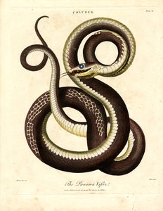 Panama Viper (Coluber)