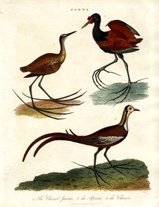 Jacanas Species
