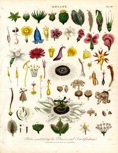 Parts Constituting the Flowers and Fructification