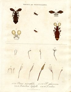 Pausus and Pedicellaria - Insect Species by John Pass