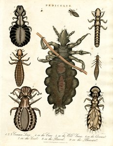 Pediculus - Various Species of Lice by John Pass
