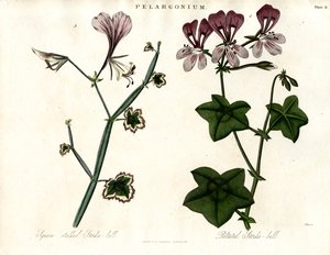 Pelargonium Species (Stork