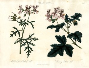 Pelargonium Species: Multifid-leaved Stork