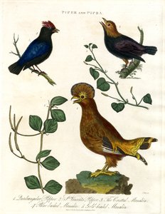 Pepper Plants and Manakins by John Pass