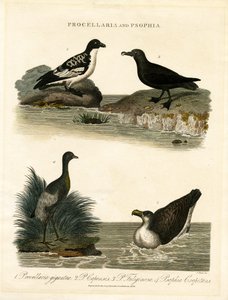 Petrels and Trumpeters
