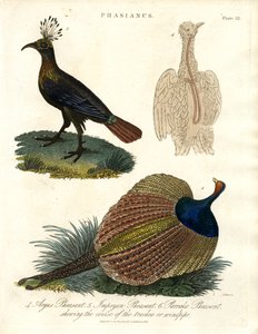 Pheasant Species