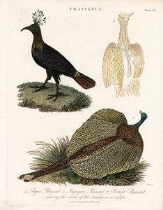 Pheasant Species