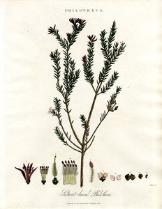 Philotheca by John Pass