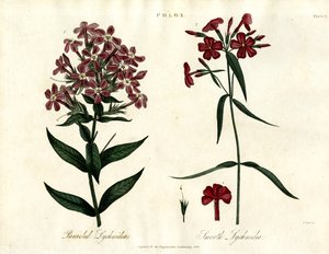 Phlox Species