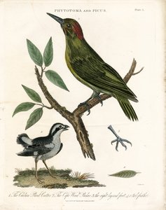 Phytotoma and Woodpecker with Anatomical Details