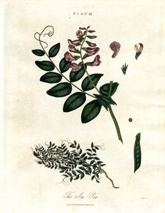 Pisum - The Pea by John Pass