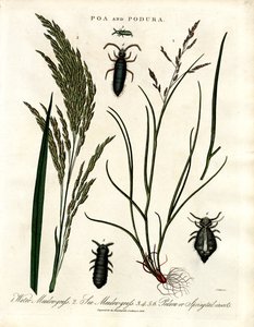 Poa and Podura by John Pass