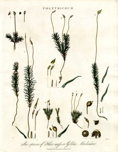 Polytrichum by John Pass