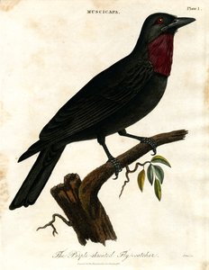 Purple-throated Flycatcher