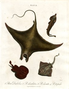 Raia species (Rays)