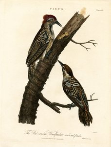 Red-crested Woodpecker (Male and Female) by John Pass