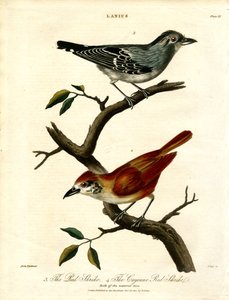 Red Shrike and Cayenne Red Shrike