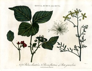 Riccia, Rubus and Ruta