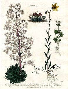 Saxifraga Species by John Pass