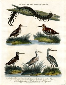 Scolopax and Scolopendra by John Pass