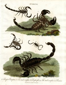 Scorpions - Various Species