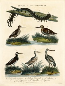 Snipes and Centipede by John Pass