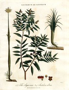 Sugar Cane and Sandalwood by John Pass