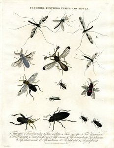 Tenebrio, Tenthedo, Thrips and Tipula - Insect Diversity