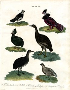 Grouse Species by John Pass