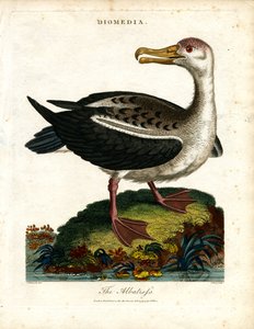 The Albatross